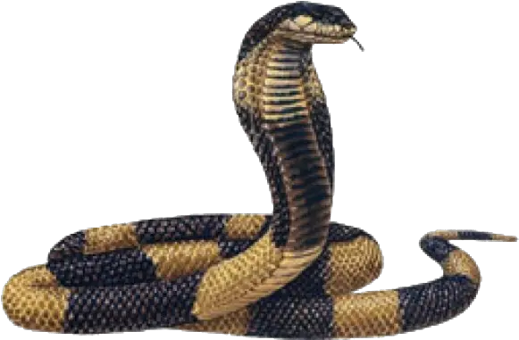 Snake Png Images Transparent Background Egyptian Cobra Transparent Background Snake Transparent Background