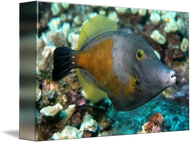 Triggerfish Sharp Teeth By Joao Ponces De Carvalho Aquarium Fish Png Sharp Teeth Png