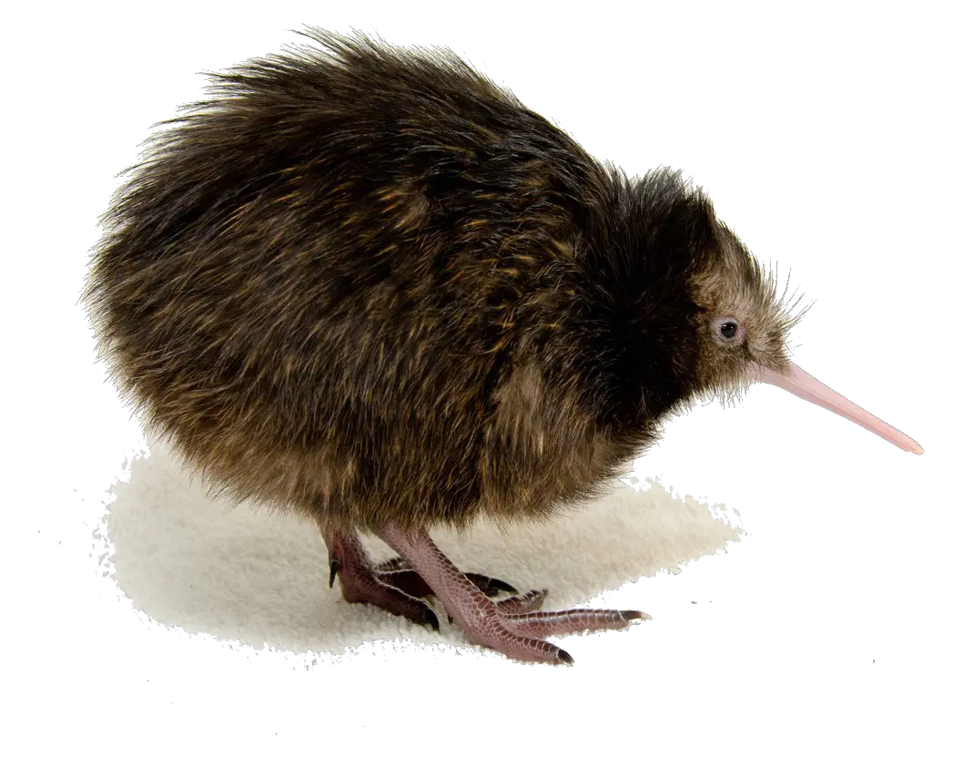 Bird Png Kiwi Bird Transparent Background Kiwi Transparent