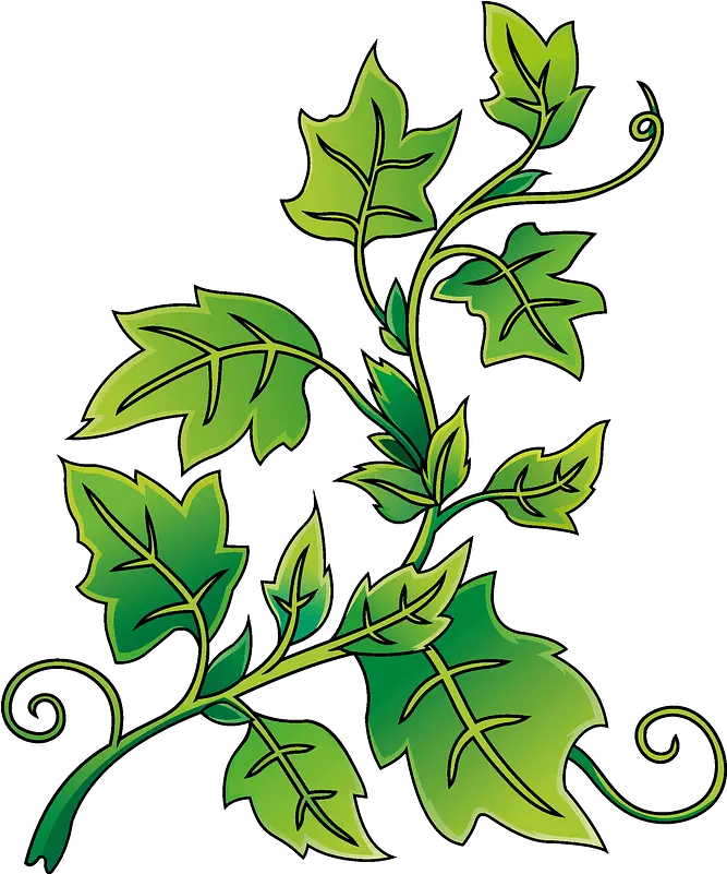 Ivy Clipart Free Download Transparent Png Creazilla Ivy Solouette Ivy Transparent