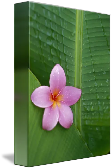 Pink Plumeria Flower Frangipani Png Plumeria Flower Png