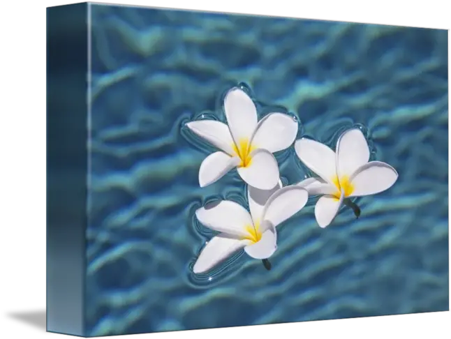 Plumeria Flowers Floating In Clear Blue Water By Design Pics Frangipani Png Plumeria Flower Png