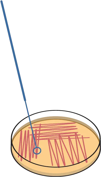 Bactograph Vertical Png Bacteria Transparent