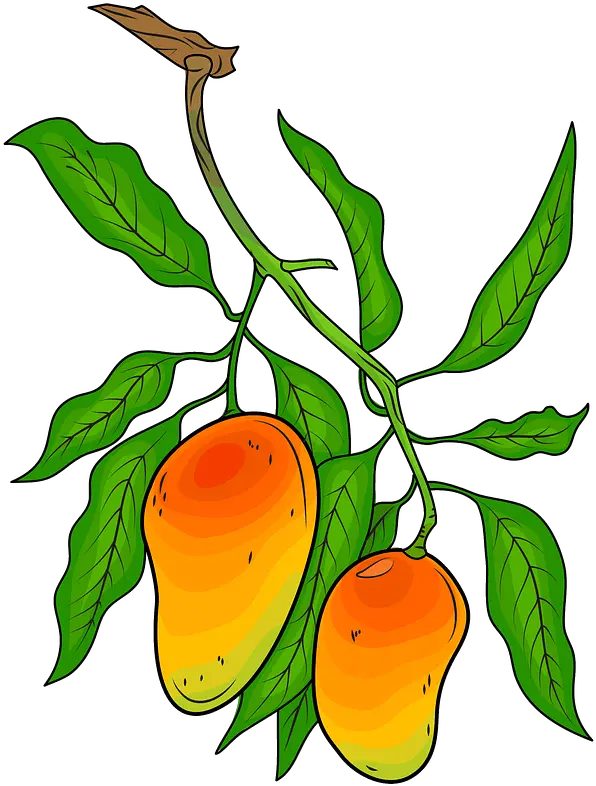 Mango Vintage Mango Tree Designs Branch Transparent