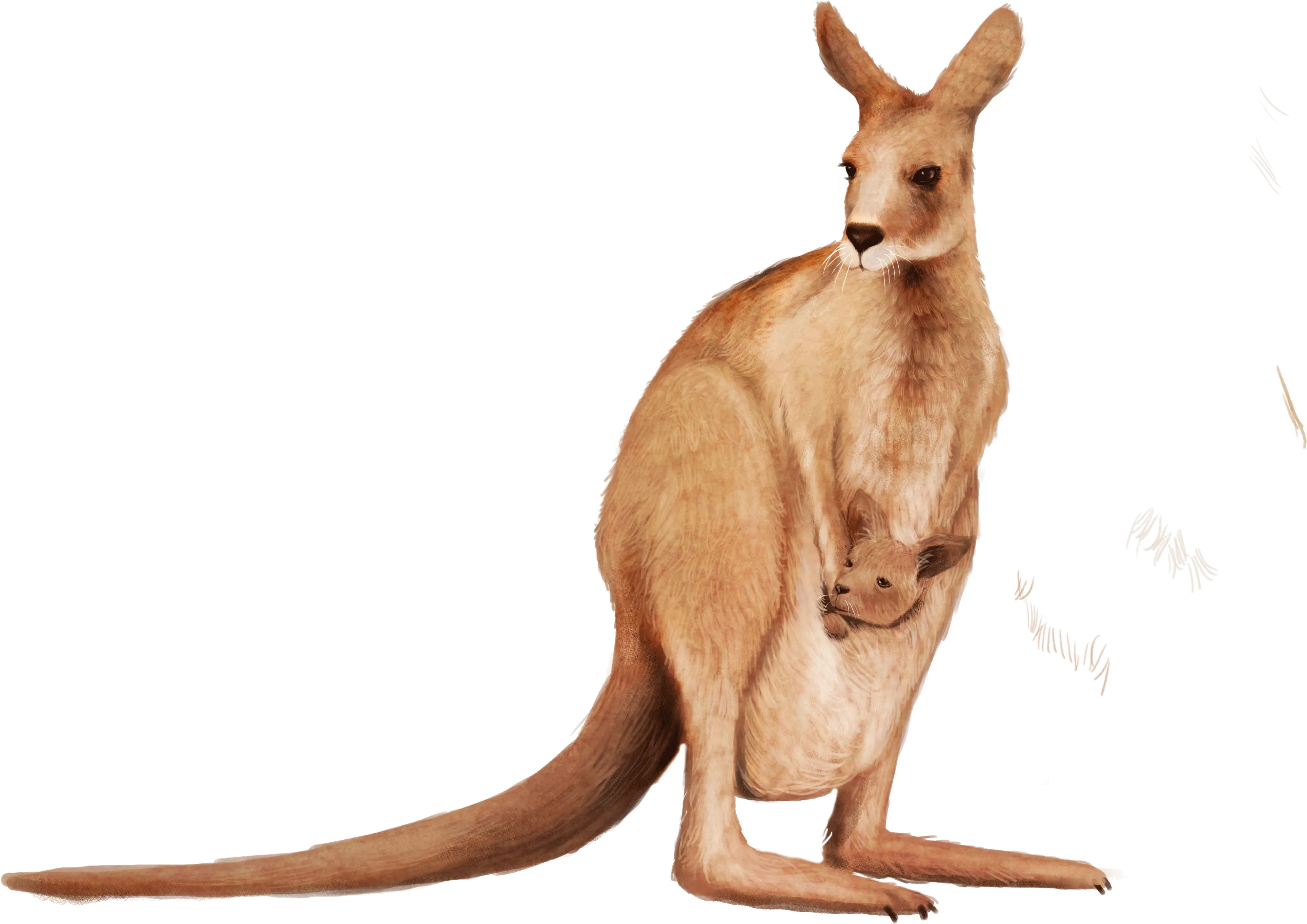 Kangaroo Wallaby Animal Transparent Background Kangaroo Png Kangaroo Transparent
