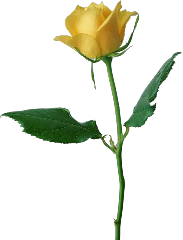 Valentine Rose All Transparent Ones Yellow Rose Flower Yellow Rose Png Transparent Single Rose Png