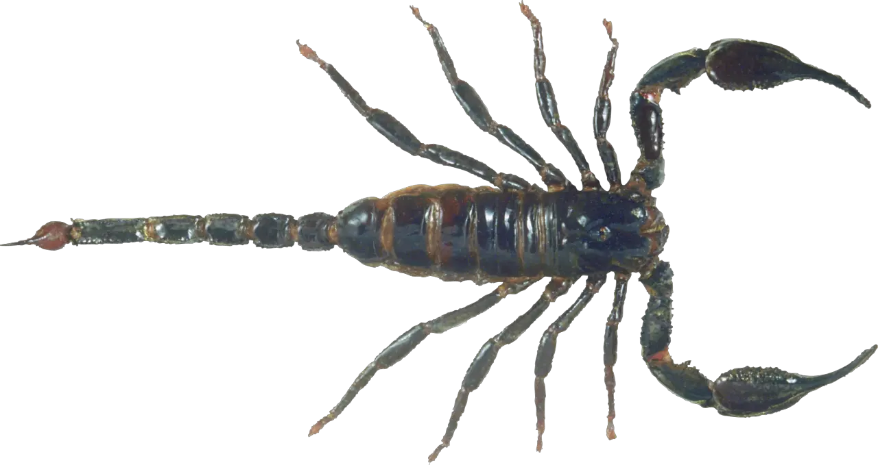 Scorpion Png Free Download 4 Scorpion Png Scorpion Png