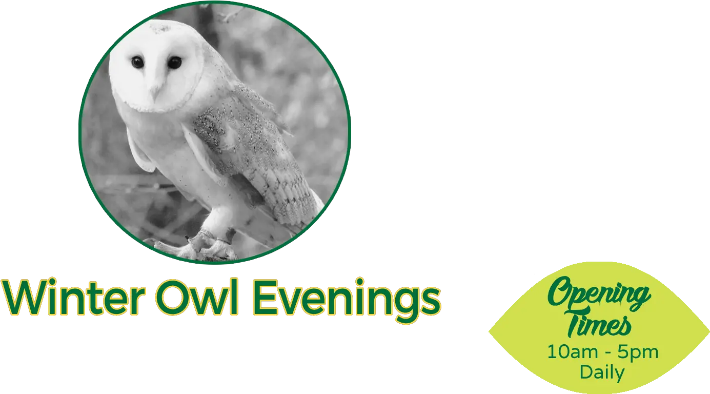 Barn Owl Png Becton Dickinson Barn Owl Png