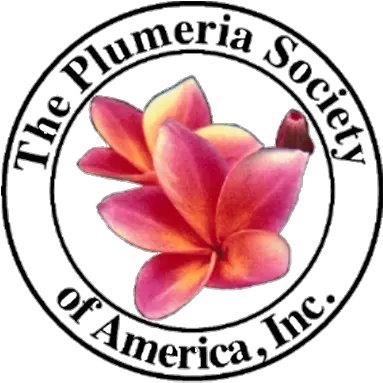 The Plumeria Society Of America Inc Plumeria Png Plumeria Png