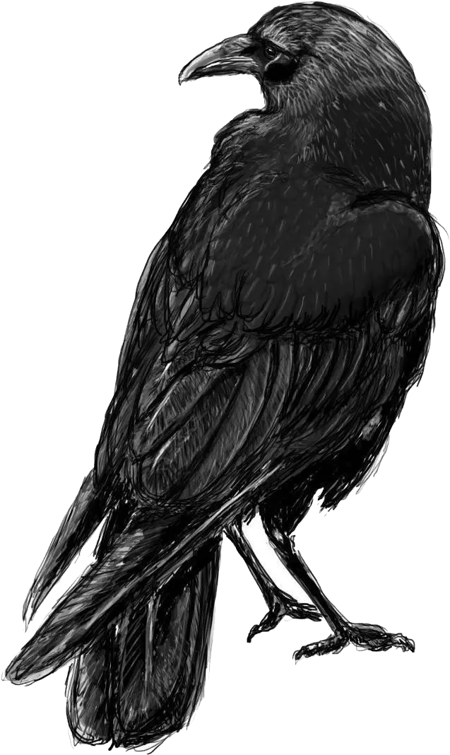 Raven Png Crow Sketch Crow Transparent