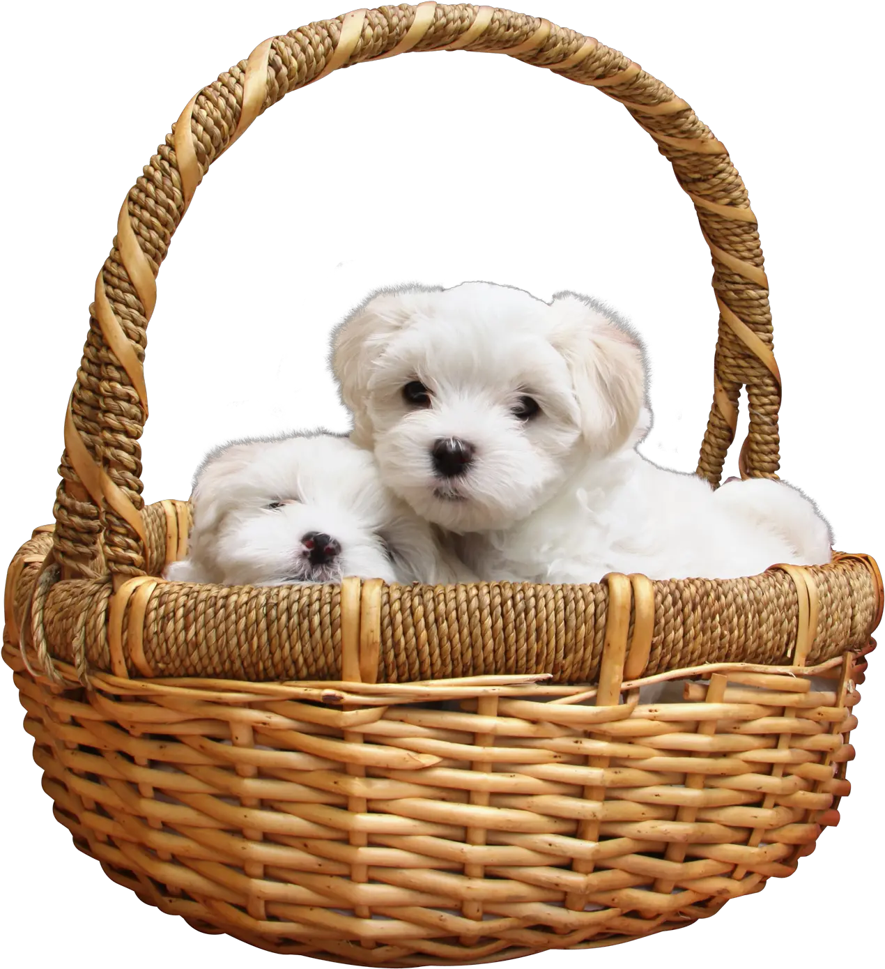 Download Puppy Png Image For Free Puppy Png Pet Png