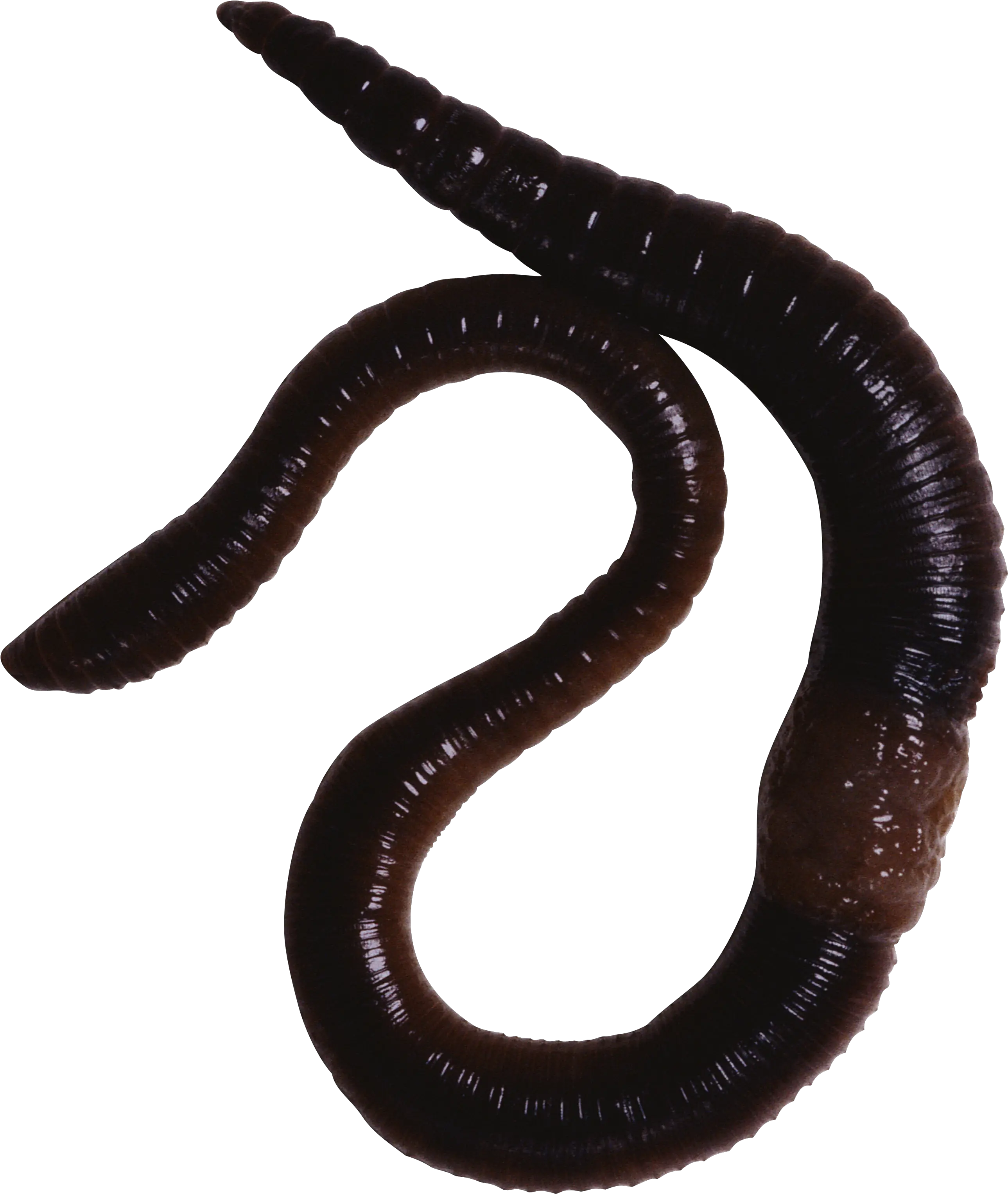 Earthworm Worm Png Oligochaeta Png Worm Png