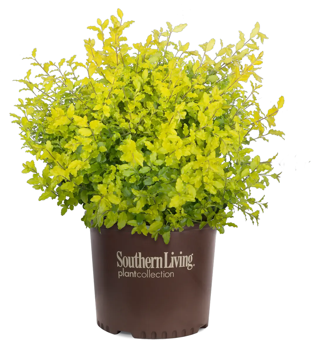 Sunshine Ligustrum Sunshine Ligustrum Png Shrub Transparent Background