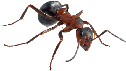 Ant Png Ant High Res Ant Transparent Background