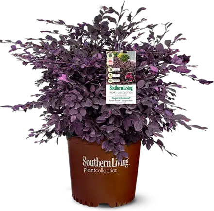 Loropetalum U2013 Purple Diamond Ruibals Purple Diamond Semi Dwarf Loropetalum Png Purple Diamond Png