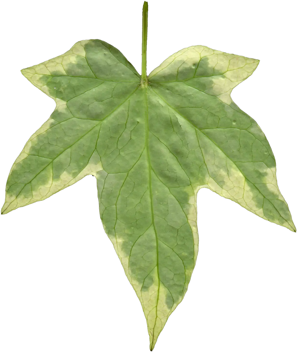 Scratch Texture Png Transparent Ivy Leaf Ivy Transparent