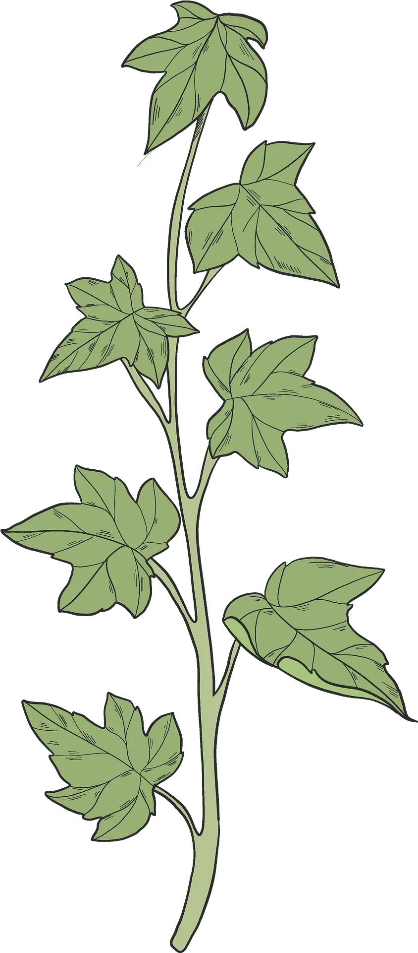 Ivy Clipart Araliaceae Png Ivy Transparent