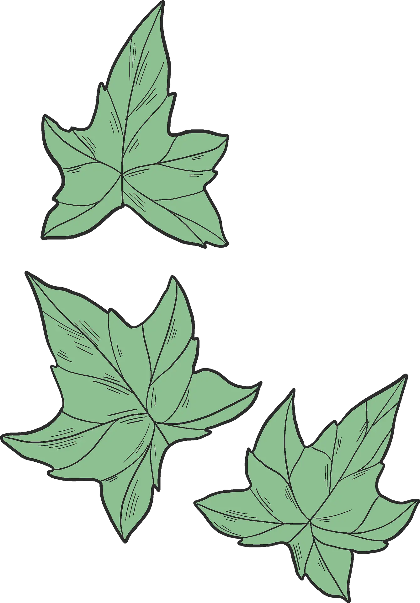 Ivy Leaves Clipart Lovely Png Ivy Transparent