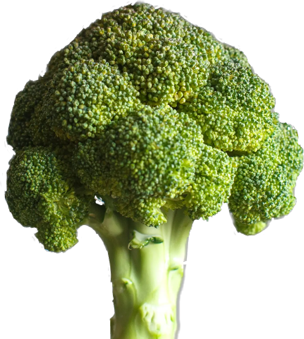 Broccoli Sticker By Tuyet Mai Nguyen Deku Brocoli Png Broccoli Transparent Background
