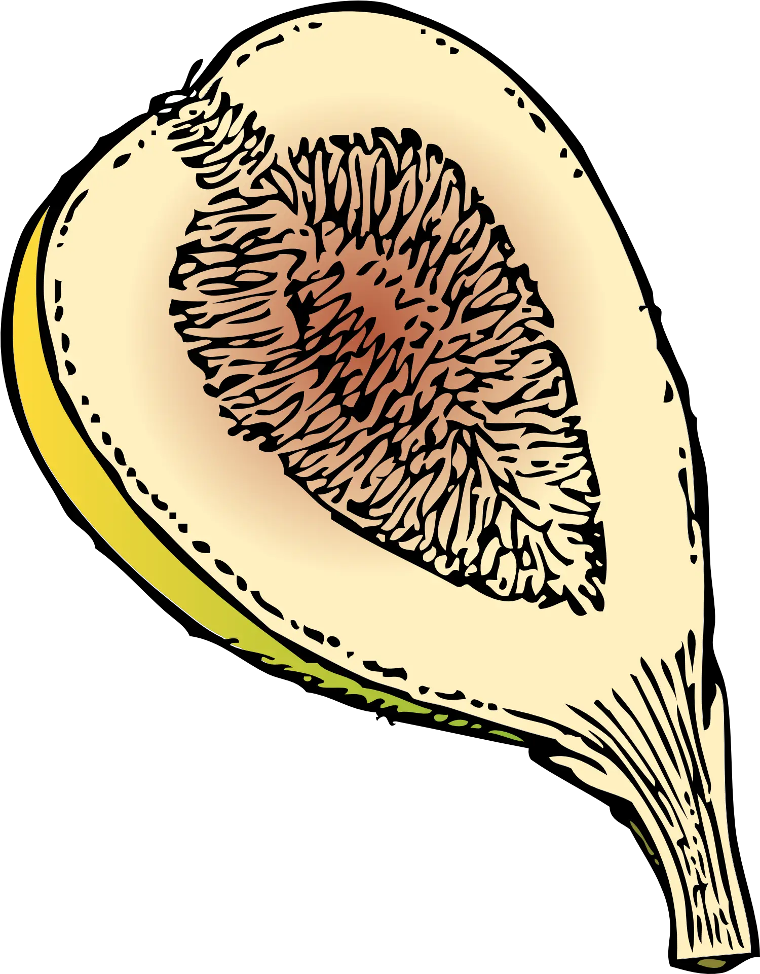 Drawing Of Ripe Sweet Fig Fruit Fig Clip Art Png Fig Png