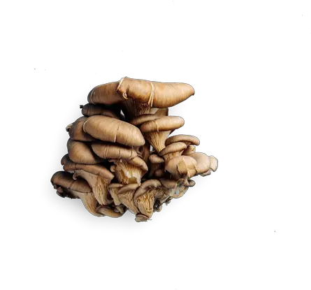 Ascari Enoteca Campanelle Ai Funghi Hen Of The Woods Oyster Mushroom Png Mushroom Transparent