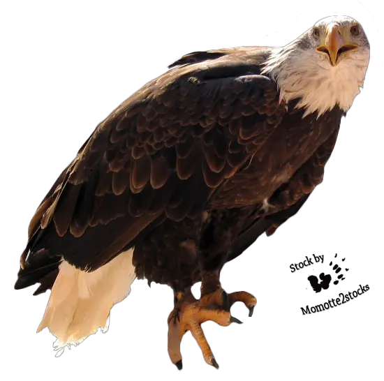 Wallpapers Backgrounds Big Mountain Eagle Eagle Cut Png Eagles Logo Wallpapers