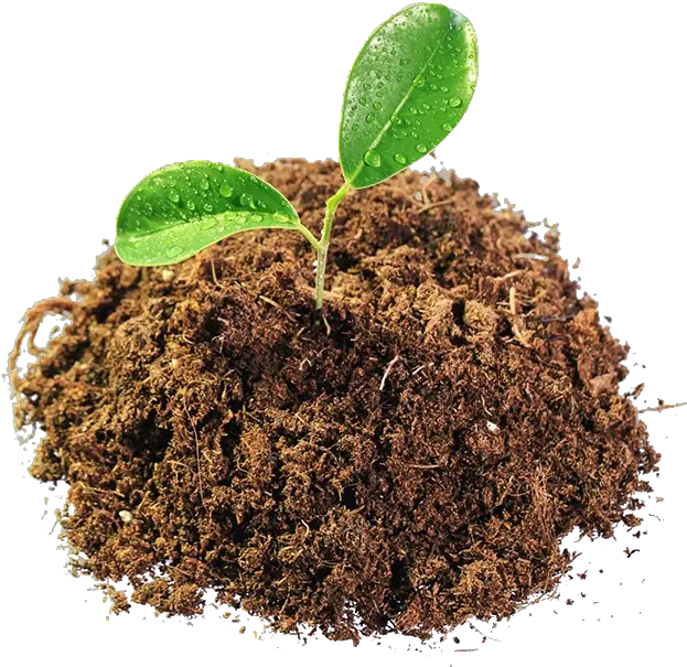 Download Leaves In Mud Png Image For Free