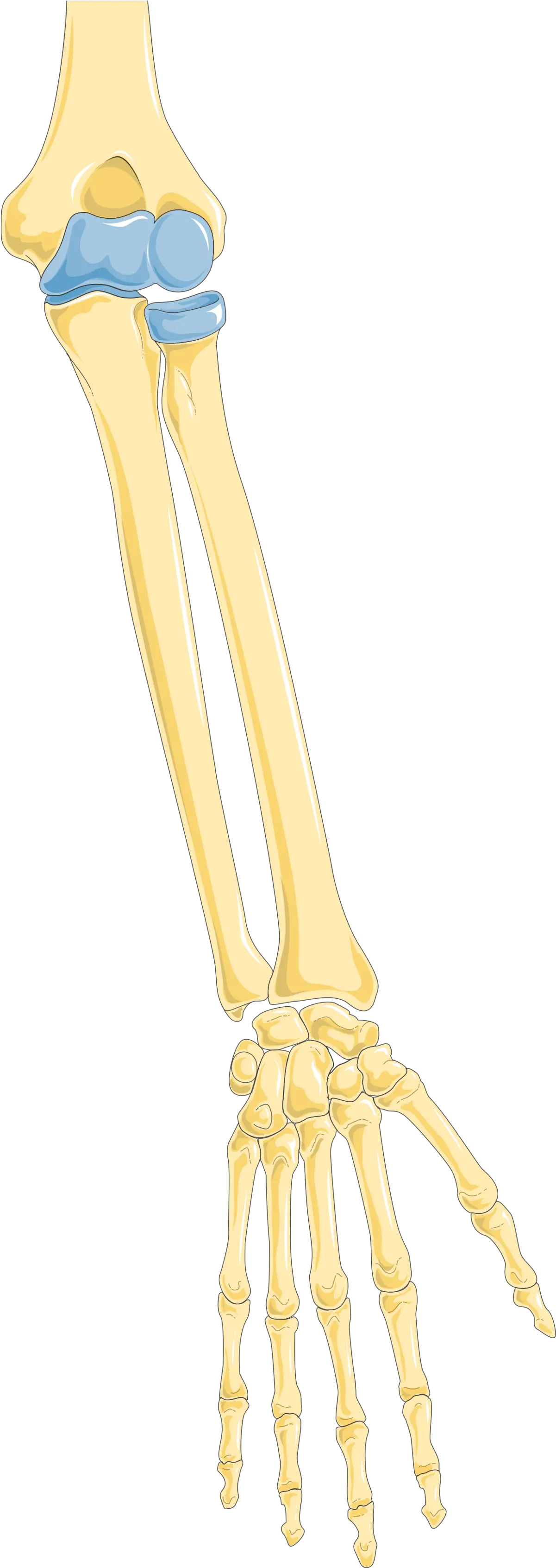 Arm 1 Bone Png Arm Png