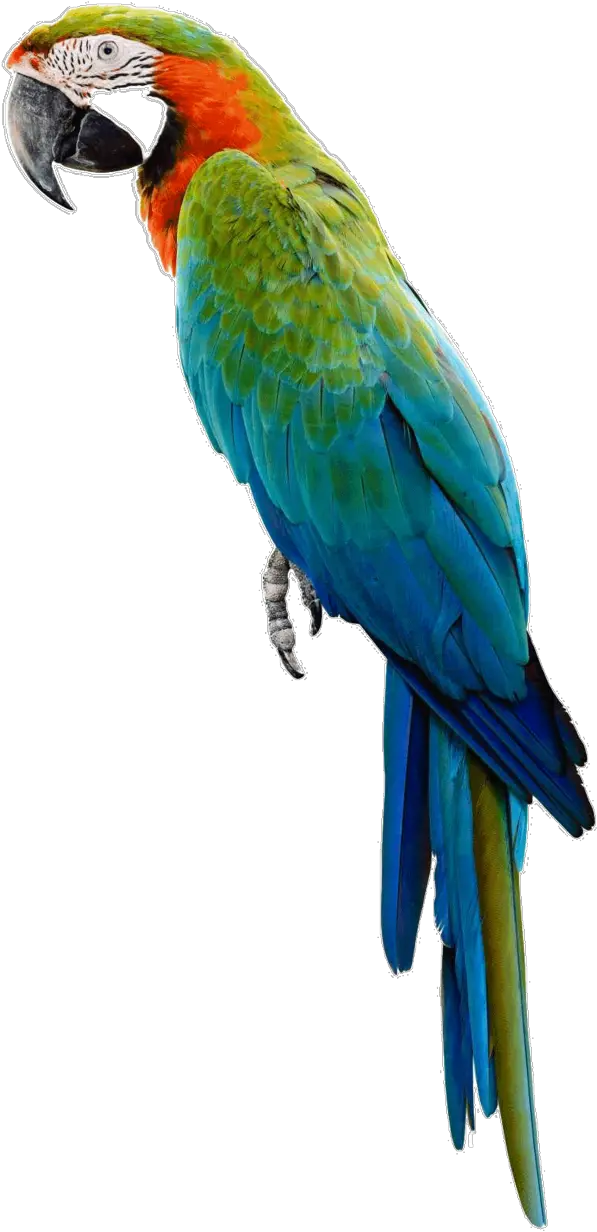 Download Parrot Png Parrot Transparent