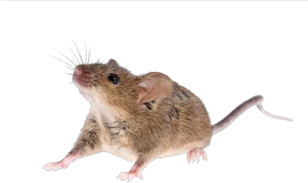 Mouse Animal Png Transparent Image Real Mouse Png Mouse Animal Png