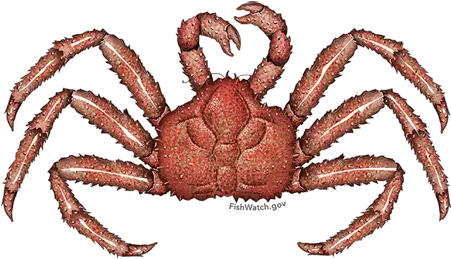 Red King Crab Red King Crab Png Crab Legs Png