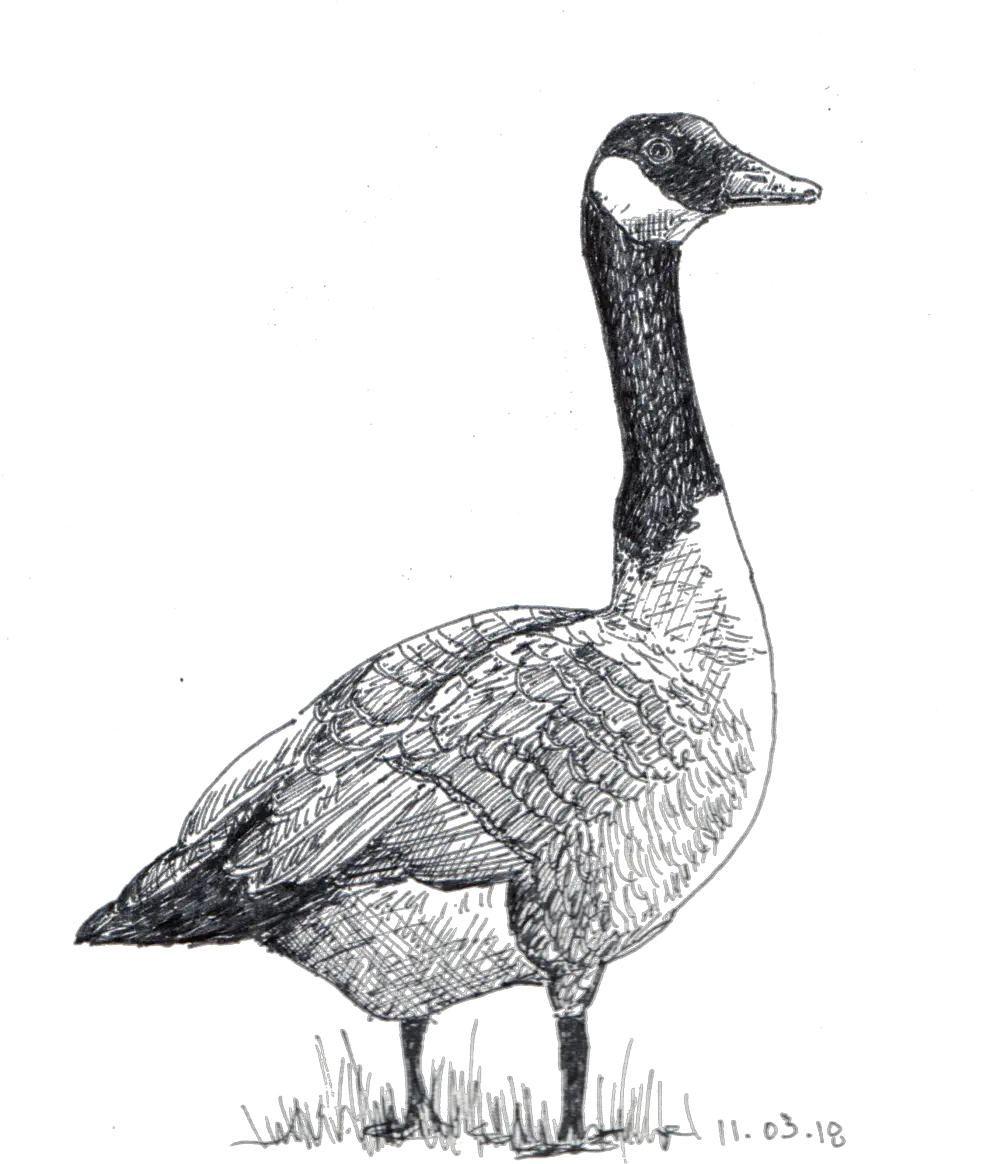 Sketches U2014 Betsy Heron Png Goose