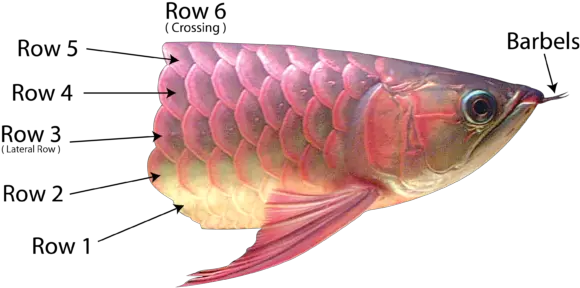 Download These Scales Are Rather Visible To The Naked Eye As Asian Arowana Png Fish Scales Png