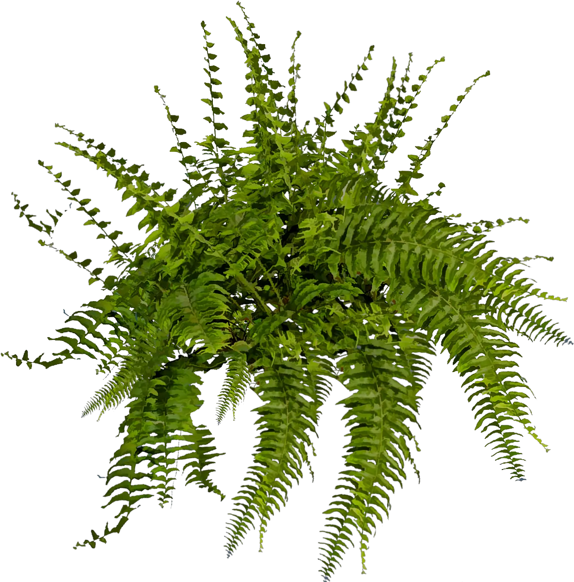 Download Hd Boston Fern Png Transparent Fern Png Fern Png