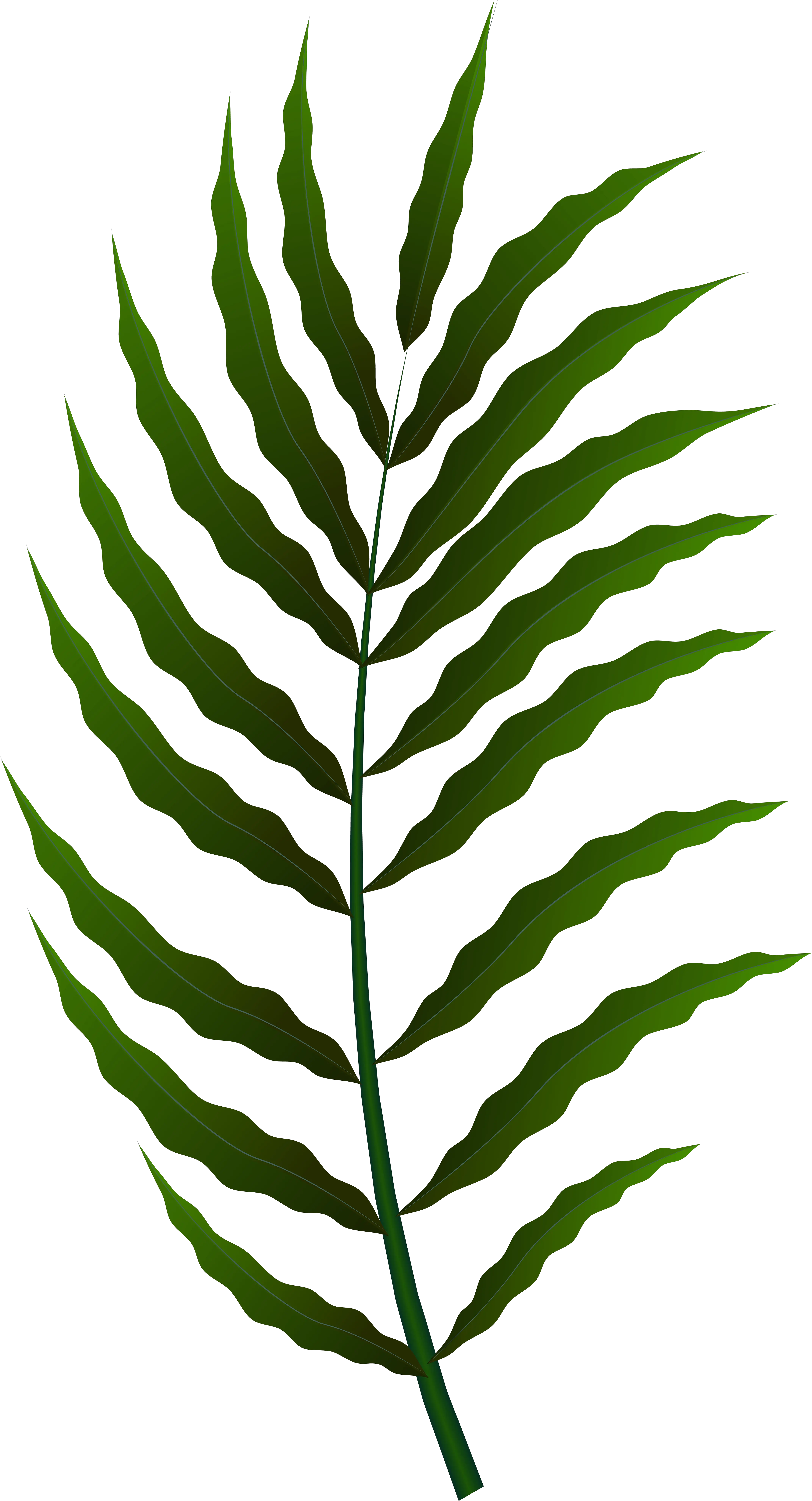 Fern Clipart Fern Png Fern Png