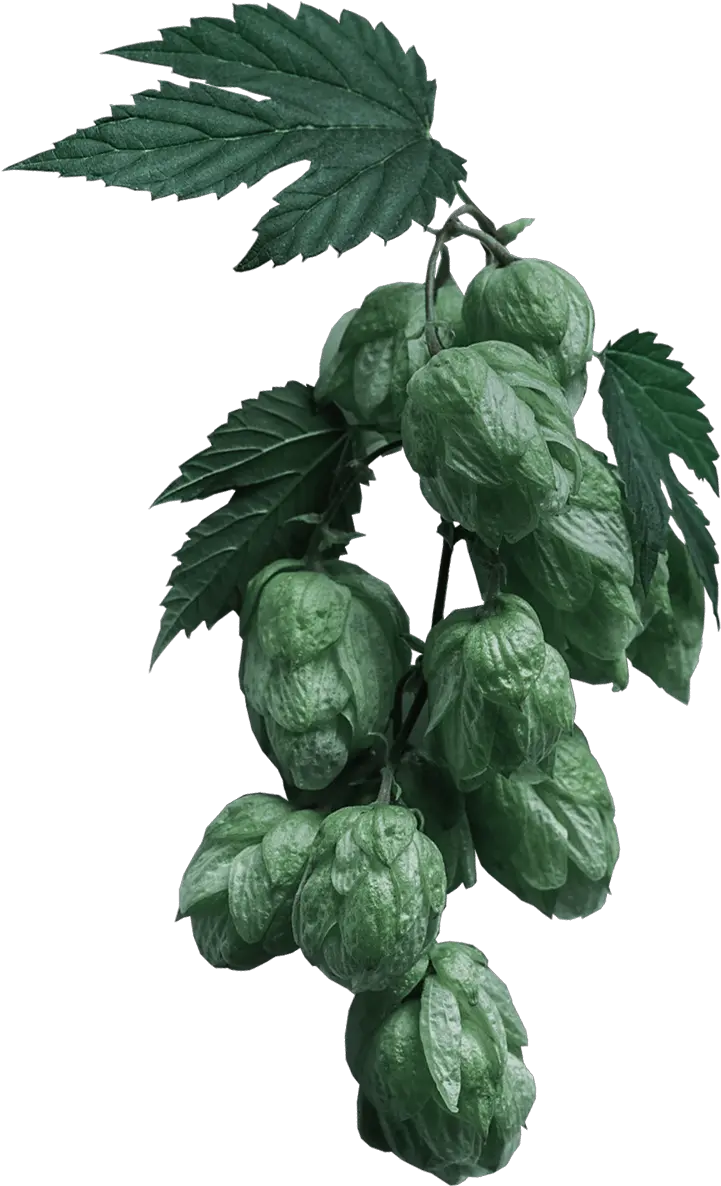 Beer Png Hops