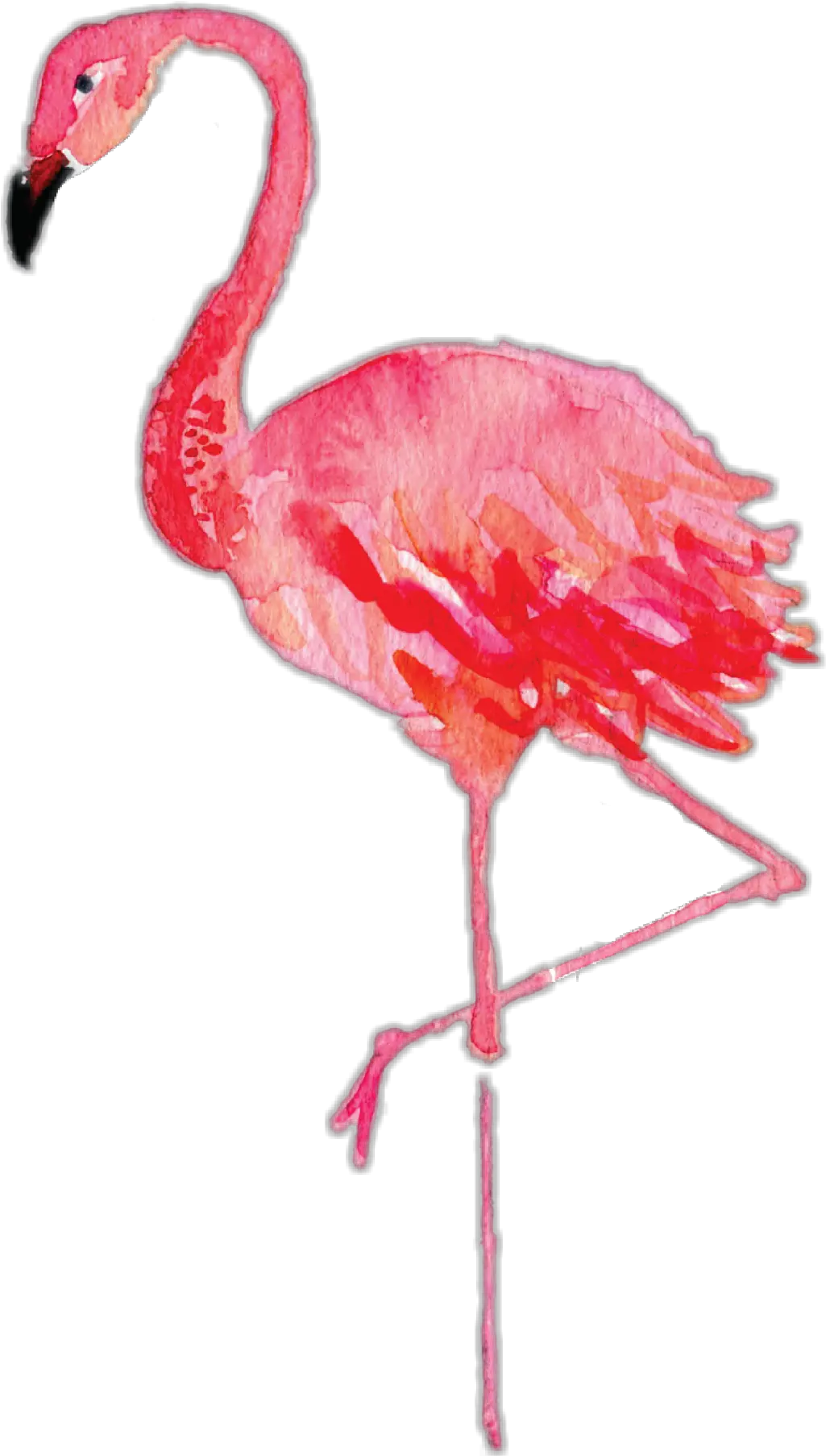 Download Report Abuse Watercolor Clipart Flamingo Png Flamingo Png