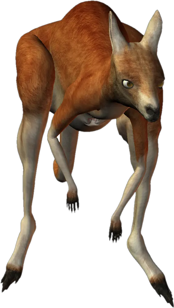 Kangaroo Png Kangaroo Kangaroo Transparent Background