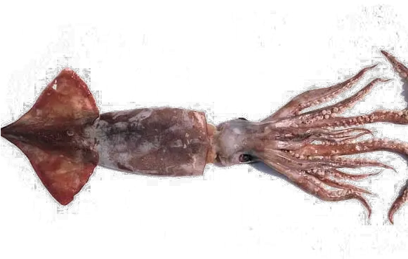 Real Squid Transparent Background Png Play Colossal Squid Png Octopus Transparent Background