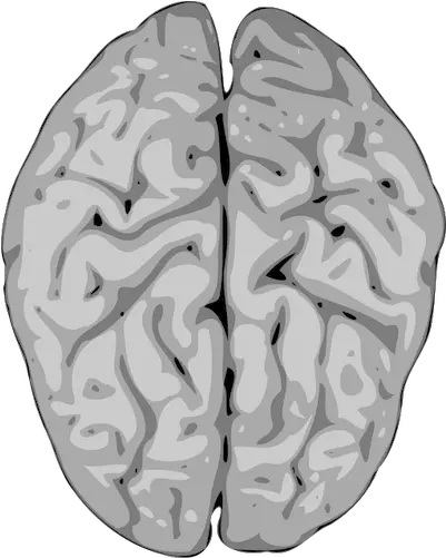 Blurry Vector Image Of Human Brain Public Domain Vectors Png Icon Transparent Background