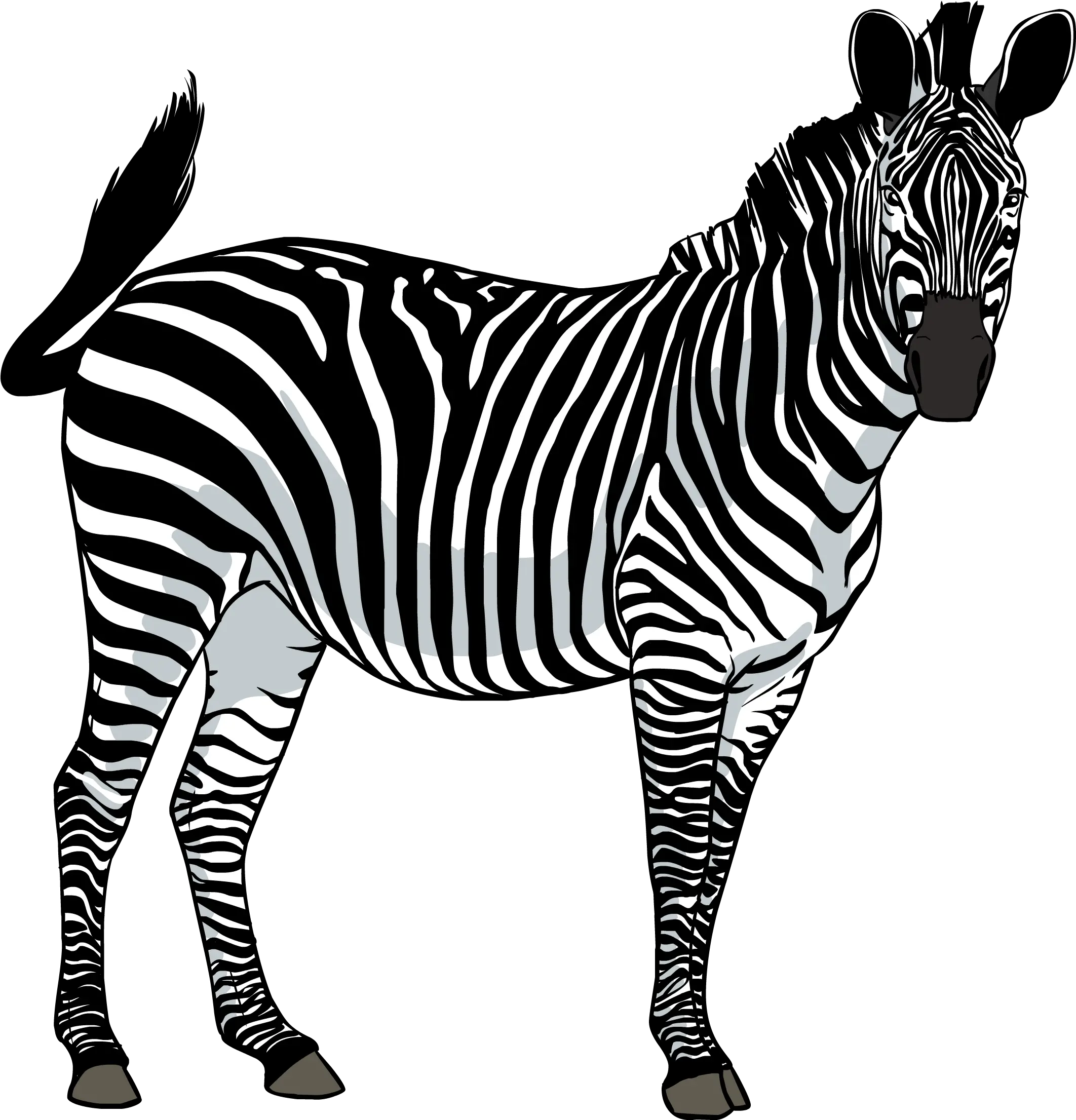 Free Png Zebra Images Download Zebra Png Zebra Logo Png
