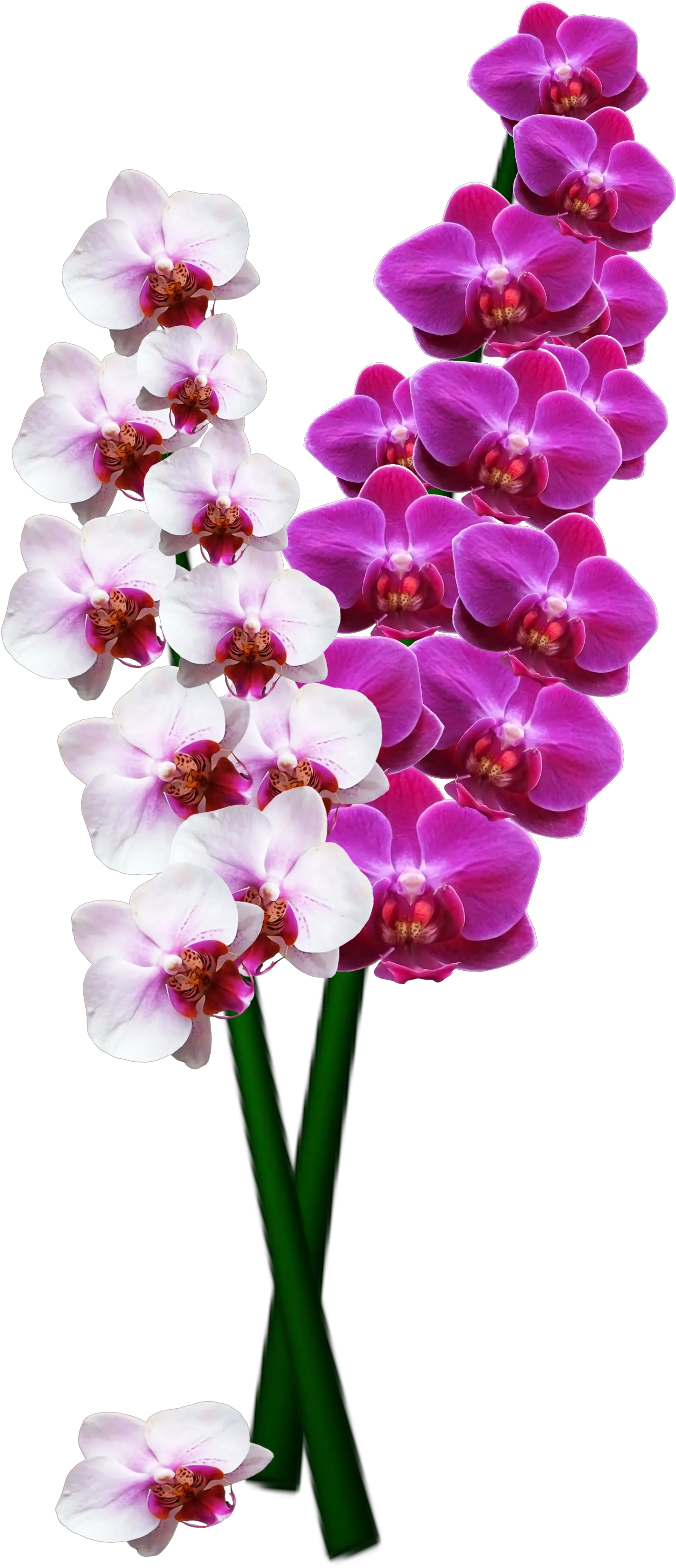 Download Orchid Png Image For Free Transparent Orchids High Resolution Orchid Png