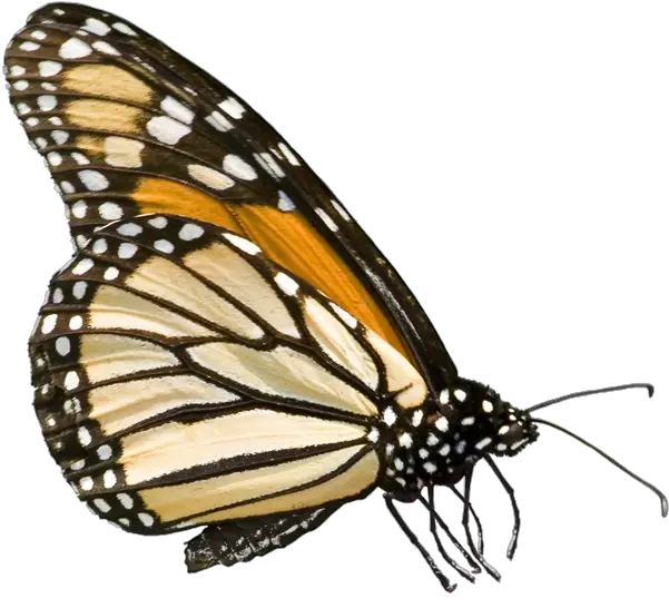 Download Federal Government Jpg Royalty Monarch Butterfly Png Monarch Butterfly Png