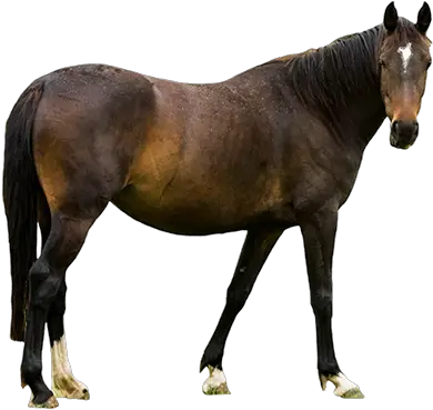 Real Horse Png Transparent Standing 2 Farm Animals With White Background Horse Transparent Background