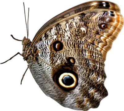 Beautiful Butterfly Png Image Two Portable Network Graphics Real Butterfly Png