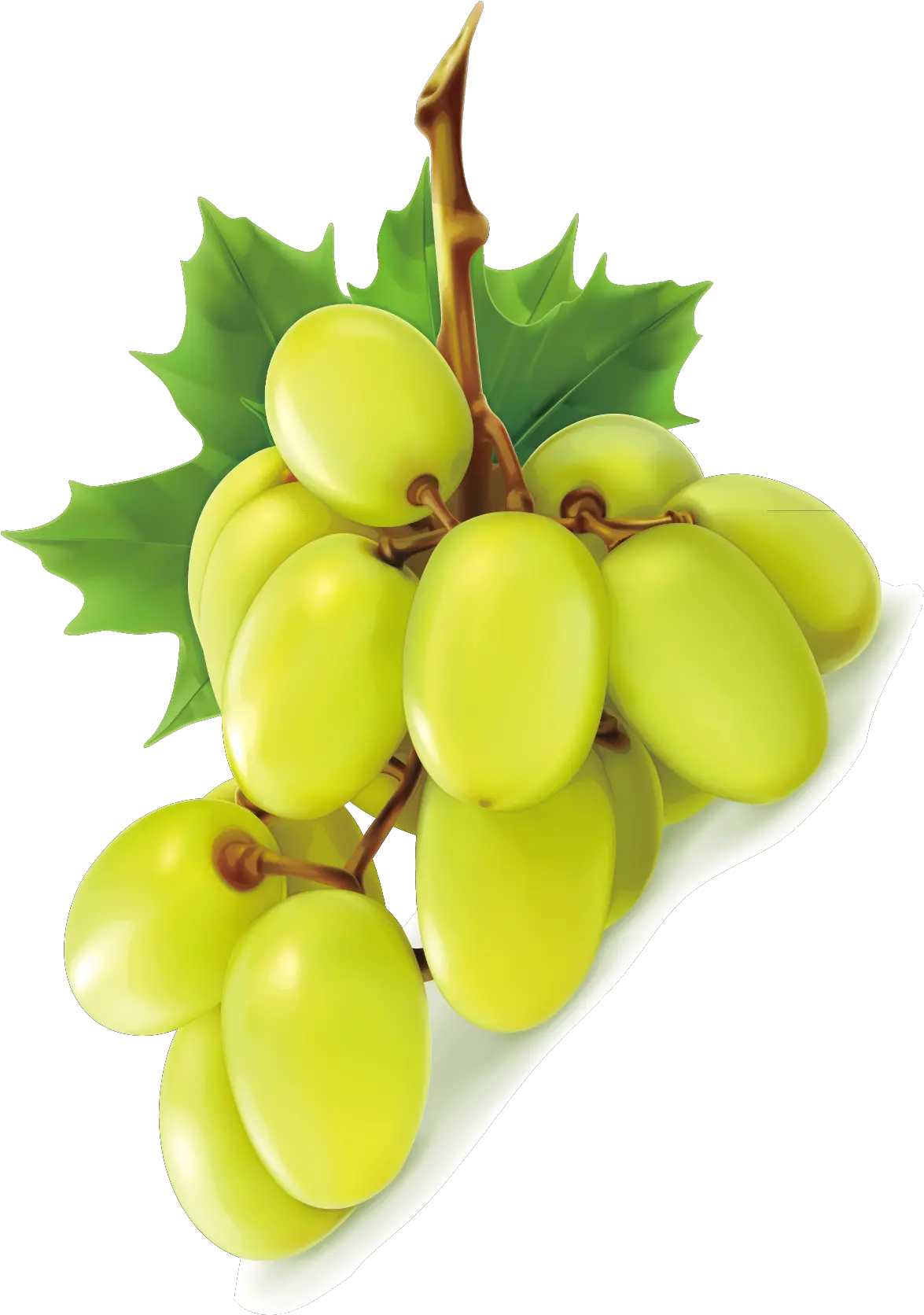 Grape Png Image Clip Art Grape Png Grape Png