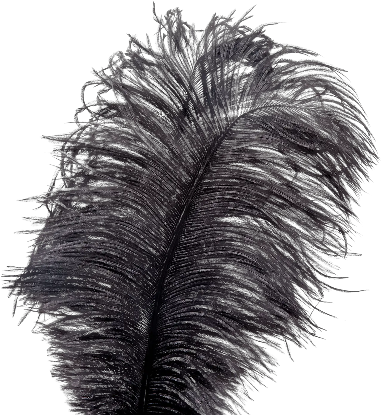 Showgirl Feather Tickler Bird Png Feather Png