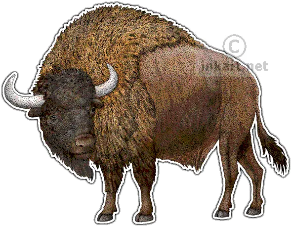 Twin Drawing Bison Picture 2511246 Drawing Png Bison Png