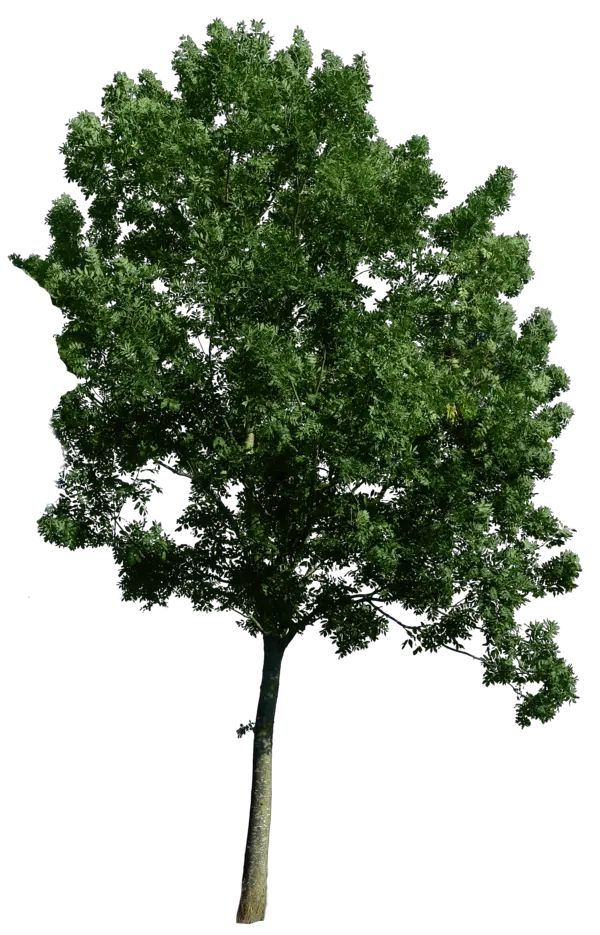 Tree Png Images For Photoshop