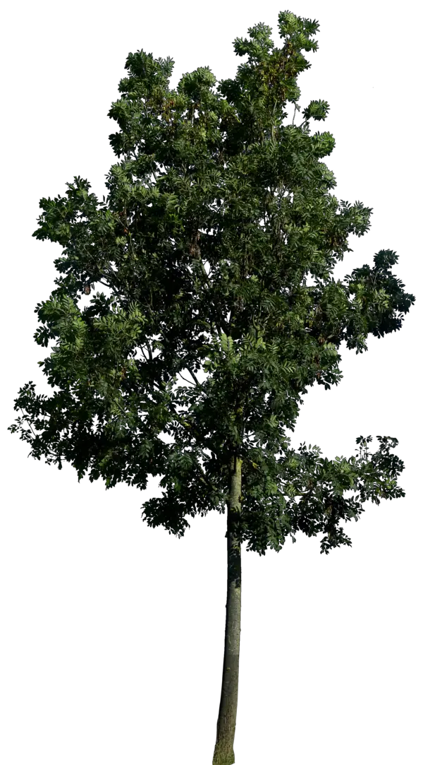 Tree Photo Frame Png